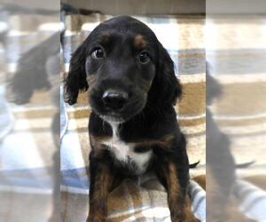 Golden Retriever-Unknown Mix Dogs for adoption in Thief River Falls, MN, USA