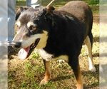 Small Photo #3 German Shepherd Dog-Unknown Mix Puppy For Sale in Frankston, TX, USA