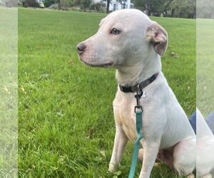 American Pit Bull Terrier-Labrador Retriever Mix Dogs for adoption in Bristol, CT, USA