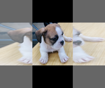Small #7 Engatzu Spaniel-Frenchie Pug Mix
