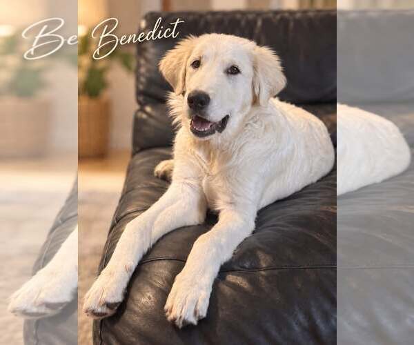 Medium Photo #1 Akbash-Great Pyrenees Mix Puppy For Sale in Denver , CO, USA