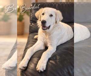 Akbash-Great Pyrenees Mix Dogs for adoption in Denver , CO, USA