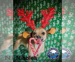 Small #5 Chihuahua Mix