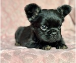 Small #3 French Bulldog