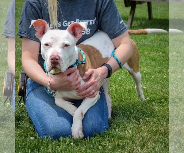 Medium Photo #5 American Staffordshire Terrier-Boxer Mix Puppy For Sale in Huntley, IL, USA