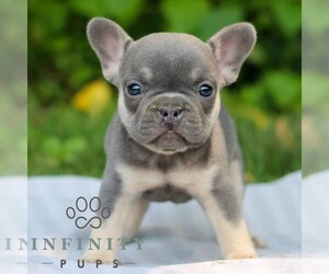 French Bulldog Puppy for sale in EAST EARL, PA, USA