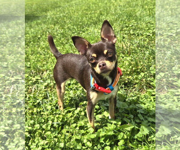 Medium Photo #3 Chihuahua Puppy For Sale in Belleuve, NE, USA