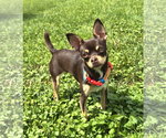 Small #2 Chihuahua