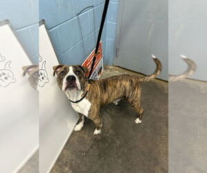 Mutt Dogs for adoption in Evansville, IN, USA