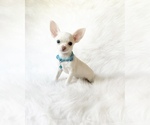 Small #1 Chihuahua