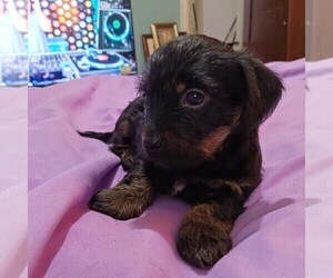 Dorkie Puppy for sale in JOHNSTOWN, PA, USA