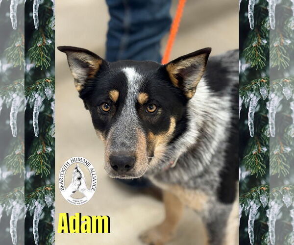 Medium Photo #2 Border Collie-Unknown Mix Puppy For Sale in Red Lodge, MT, USA