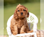 Small Photo #14 Cavalier King Charles Spaniel Puppy For Sale in WARSAW, IN, USA