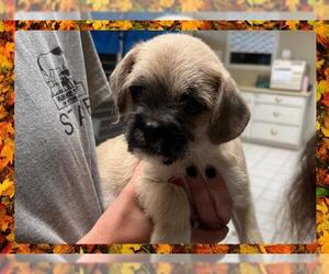 Pug Dogs for adoption in Ojai, CA, USA