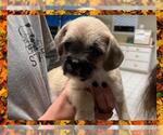 Small Pug