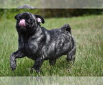 Small #2 Pug