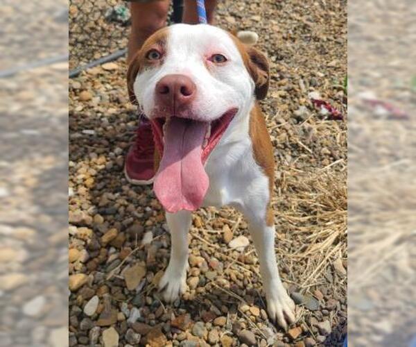Medium Photo #3 American Bulldog-Unknown Mix Puppy For Sale in Oskaloosa, IA, USA