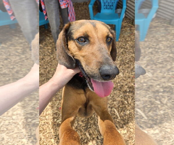 Medium Photo #7 Mutt Puppy For Sale in Rustburg, VA, USA