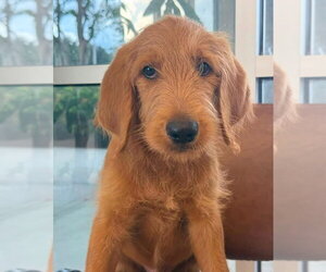 Labradoodle Dogs for adoption in Valrico, FL, USA