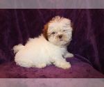 Small Photo #14 Shih Tzu Puppy For Sale in BLOOMINGTON, IN, USA