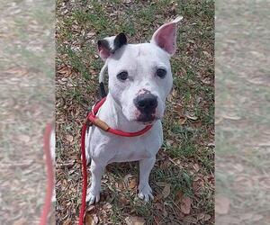 Labrador Retriever Dogs for adoption in Fort Lauderdale, FL, USA