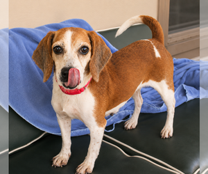 Beagle Dogs for adoption in Dunnellon, FL, USA