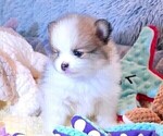 Puppy Chloe Pomeranian