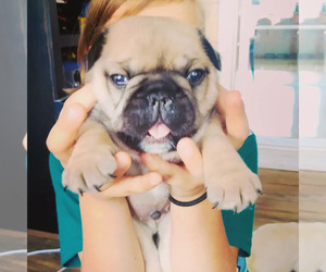 French Bulldog Puppy for sale in SAINT PETERSBURG, FL, USA