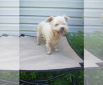 Small Poodle (Miniature) Mix