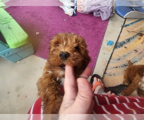 Medium Photo #14 Goldendoodle Puppy For Sale in SAN TAN VALLEY, AZ, USA