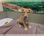 A554080 - Male Labrador Retriever-Unknown Mix Dog for Adoption - Small photo