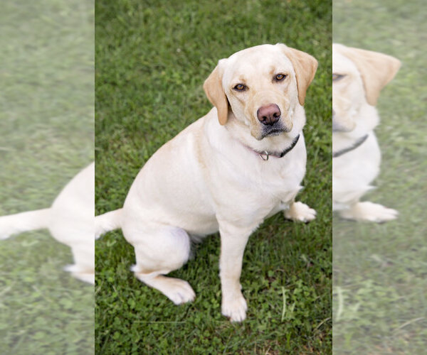Medium Photo #1 Labrador Retriever Puppy For Sale in WESTMINSTER, MD, USA