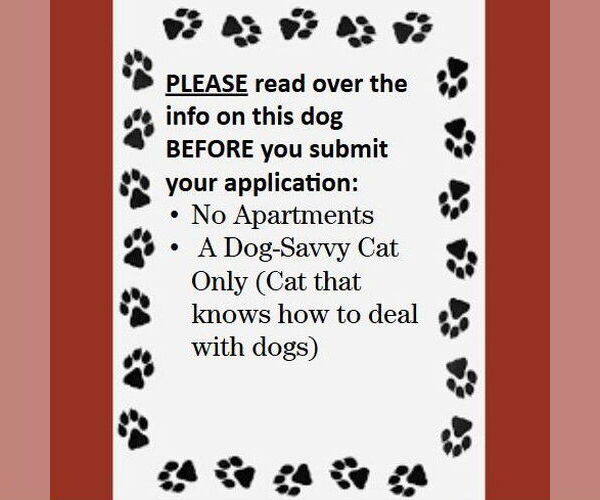 Medium Photo #4 Miniature Pinscher-Unknown Mix Puppy For Sale in Fargo, ND, USA