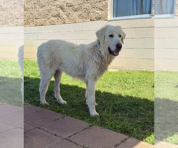Medium Photo #3 Great Pyrenees Puppy For Sale in Spring, TX, USA