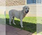 Small #2 Great Pyrenees
