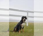 Small Photo #1 Greater Swiss Mountain Dog Puppy For Sale in BELLEFONTE, PA, USA