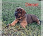 Small Photo #4 Mastiff Puppy For Sale in BRANTLEY, AL, USA
