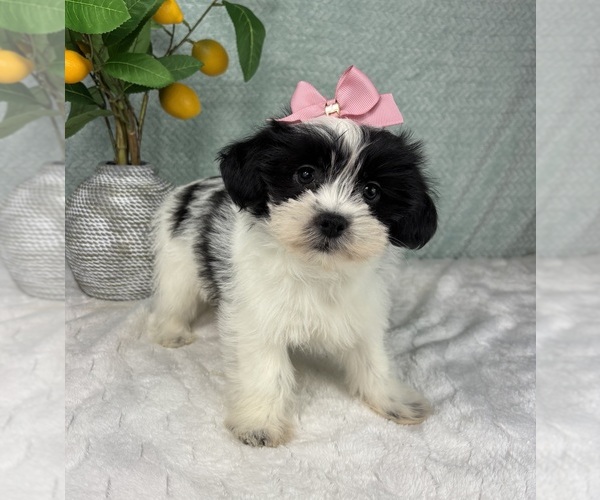 Medium Photo #5 ShihPoo Puppy For Sale in FRANKLIN, IN, USA