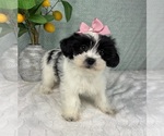 Small #4 ShihPoo