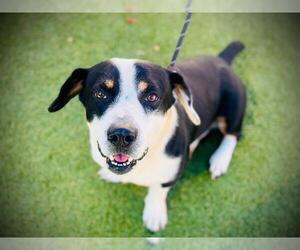 Basset Hound Dogs for adoption in Orlando, FL, USA
