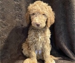Small Photo #6 Double Doodle Puppy For Sale in SANTA PAULA, CA, USA