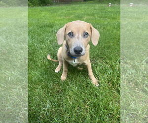 Australian Shepherd-Boxer Mix Dogs for adoption in Parker Ford, PA, USA