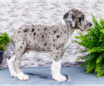 Small #6 Great Dane