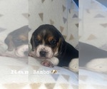 Puppy Rambo Beagle
