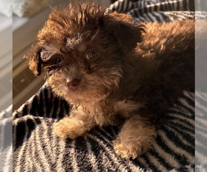Maltipoo-Yorkshire Terrier Mix Puppy for sale in TARRYTOWN, NY, USA
