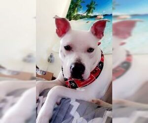American Bulldog Dogs for adoption in Horn Lake, MS, USA