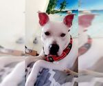 Small American Bulldog