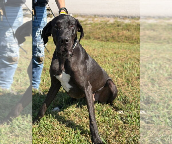 Medium Photo #1 Great Dane Puppy For Sale in Bullard, TX, USA