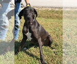 Dante - Male Great Dane Dog for Adoption - Small photo