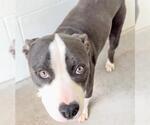 Small #1 Mutt